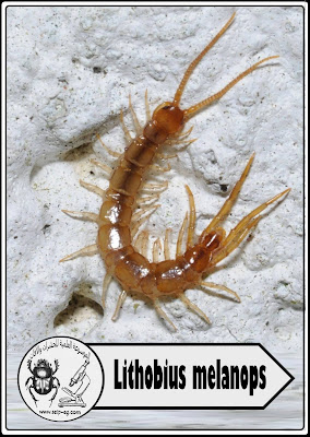 مئوية الأرجل من نوع Lithobius melanops