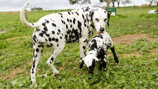 Benarkah Anjing dan Kambing Selingkuh Melahirkan Anak Dalmatian