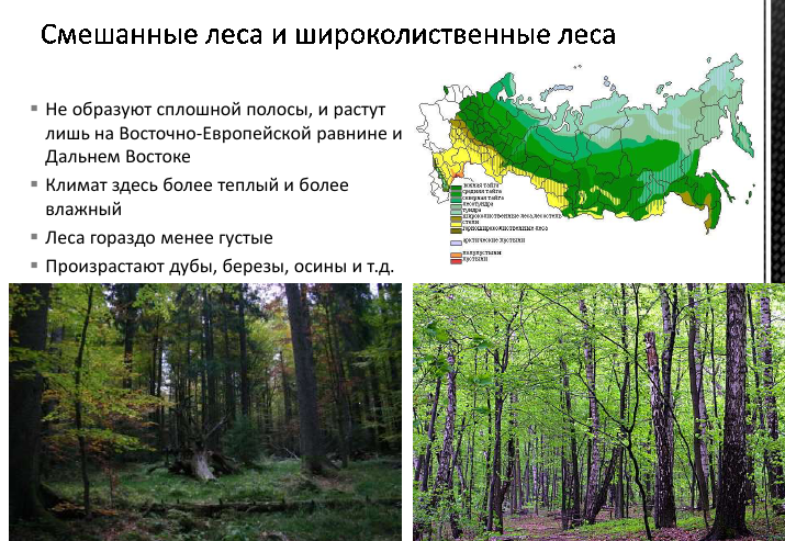 Смешанные и широколиственные леса какой климатический