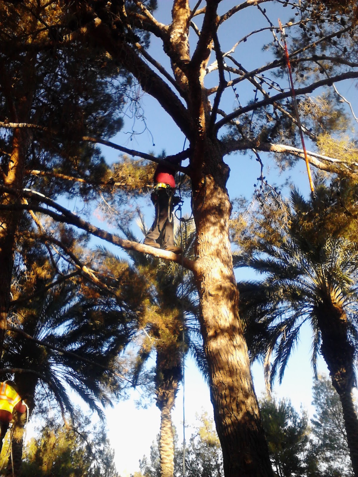 Xtremehorticulture of the Desert Watering Pine Trees Water Deep!