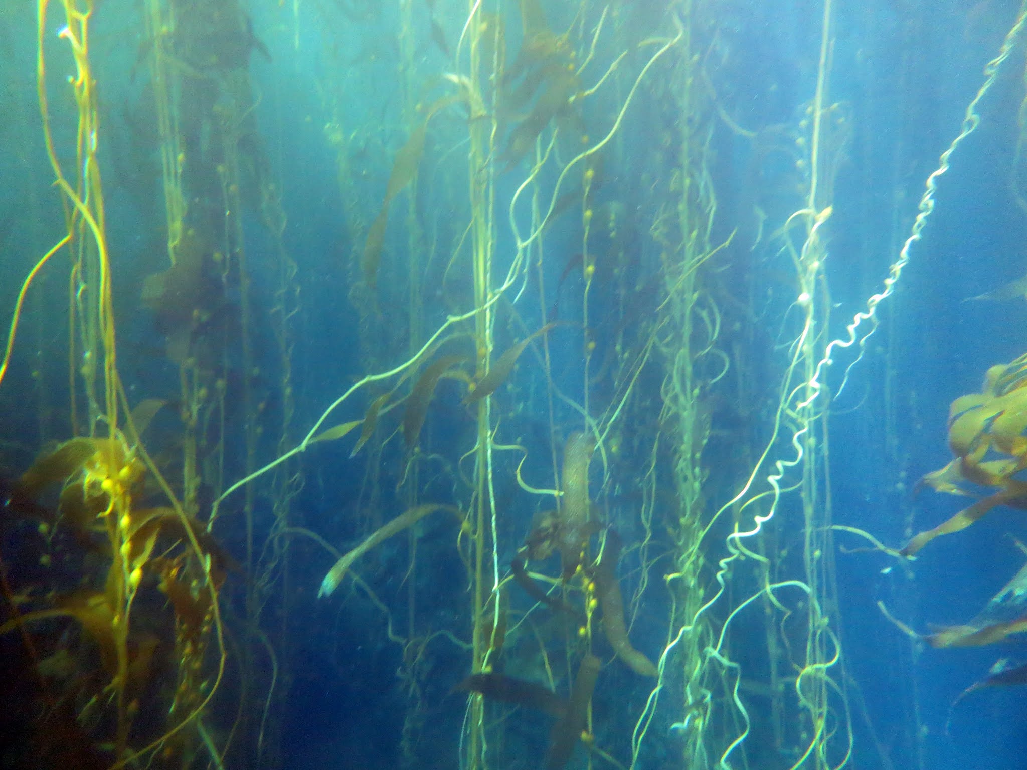 Answer: How are the kelp forests doing? – FIA
