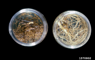 جذور مصابة بنيماتودا الموالح