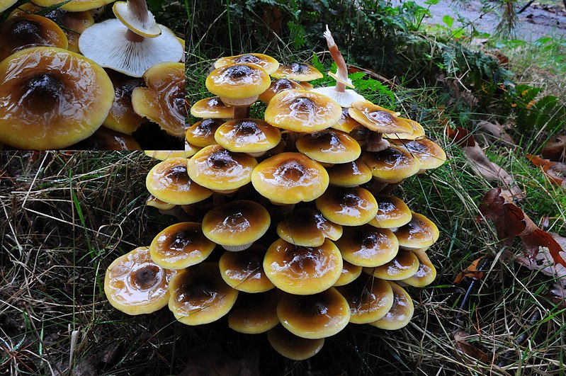 Honey Mushroom The largest living organism in the world