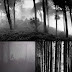 Dense And Gloomy, These Forests Make A Scary Sight (58 Pics)