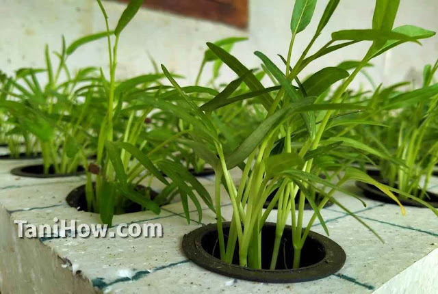 Alat Alat Hidroponik Untuk Pemula Tanihow Com