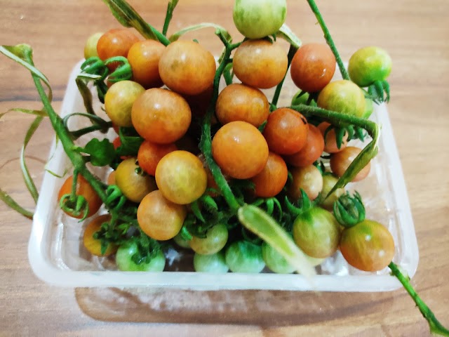 Cherry Tomatoes in my Kitchen Garden