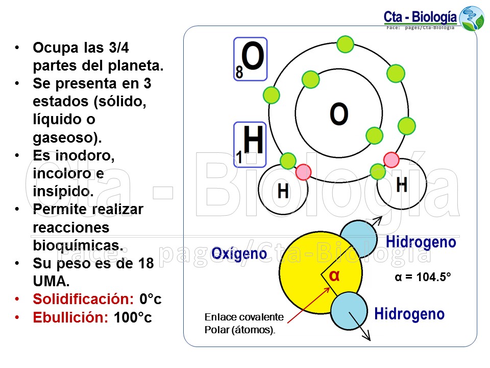 Biología didáctica: NSC 4° - Bioelementos y Biomoléculas Inorgánicas