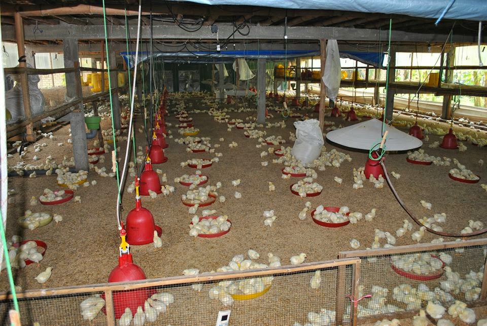 ag1992 blog: Persiapan Kandang Ayam Broiler