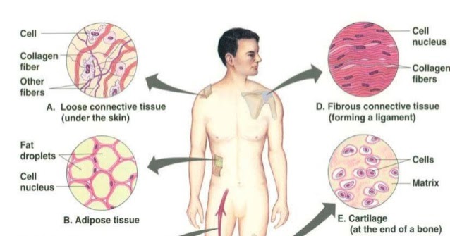 Jaringan Ikat Salty Light Jaringan Ikat Salty Light