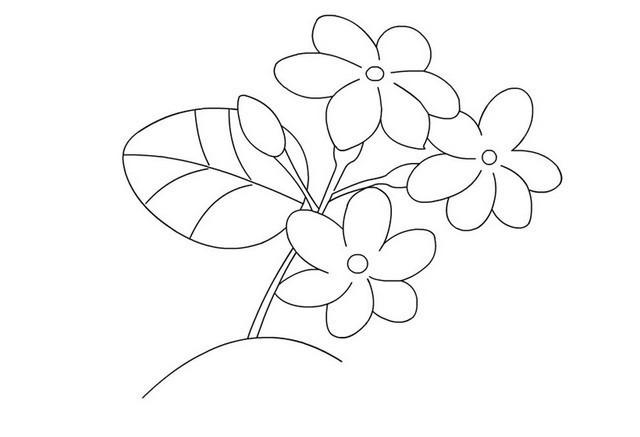 Gambar Bunga Melati Yang Belum Diwarnai - Gambar Kehidupan