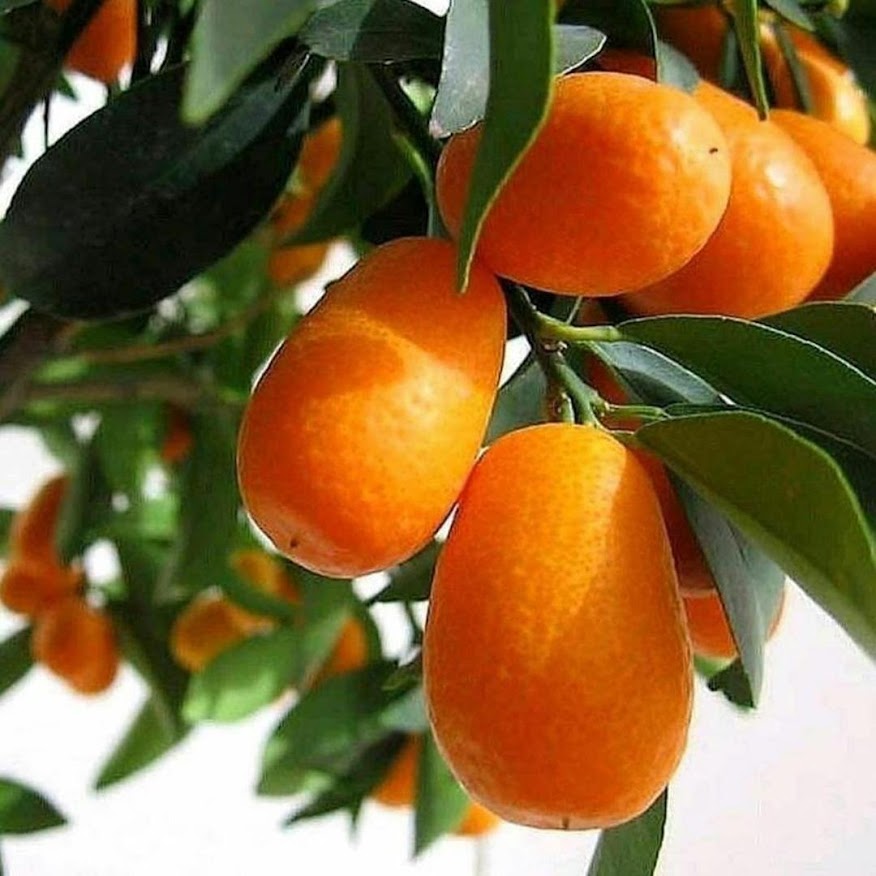 paket bibit tanaman jeruk nagami Bontang