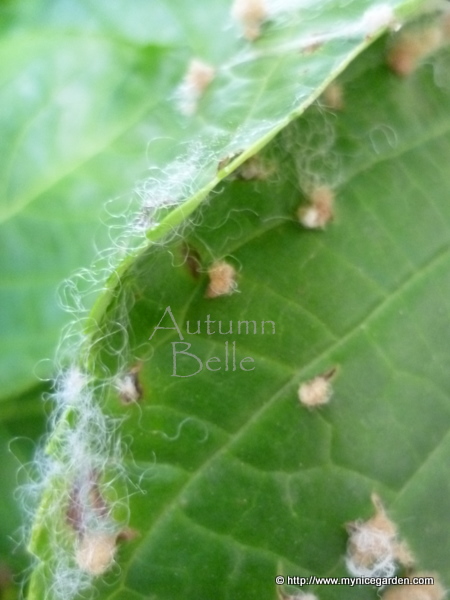 Hydrangea Anomala Care And Culture Travaldo S Blog