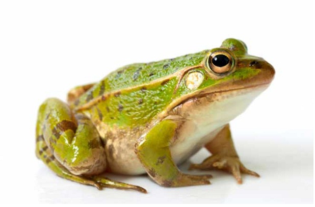 Perkembangbiakan Ovipar Bertelur Pengertian Ciri Ciri Dan