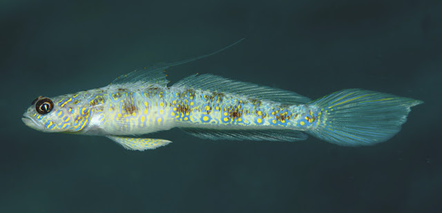 Ikan Shrimpgoby