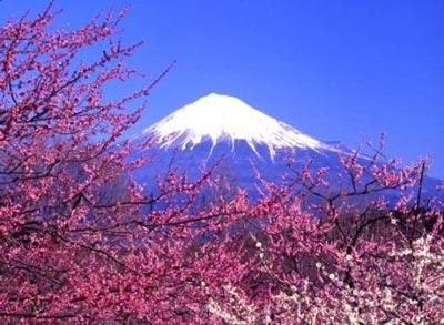 Images Collection: Mount Fuji