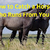How to Catch a Horse Who Runs From You