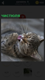 На полу лежит кошка чистюля, которая умывается, языком увлажняя свою лапу