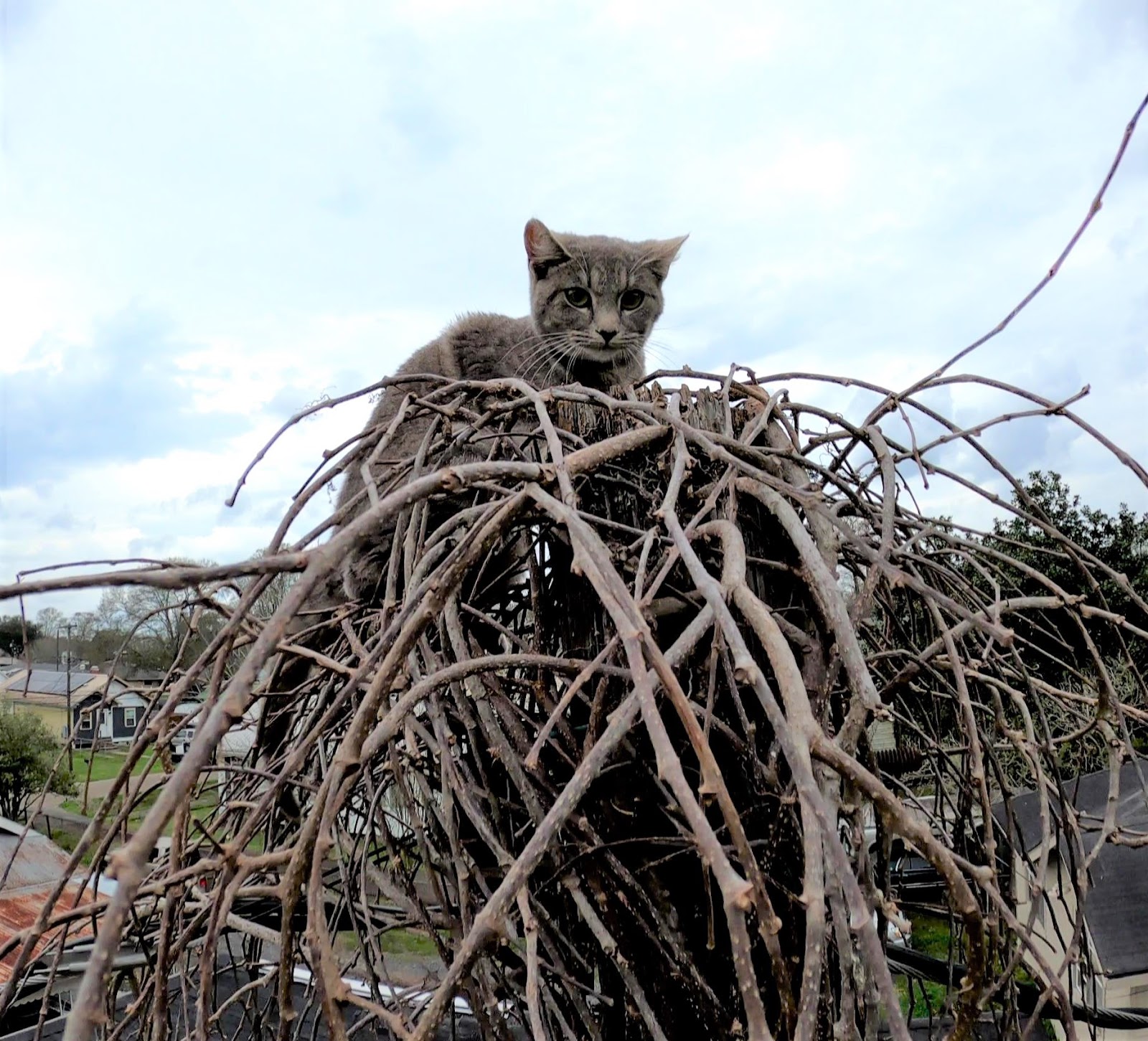 Cat Stuck in a Tree? Unknown Gray Tabby