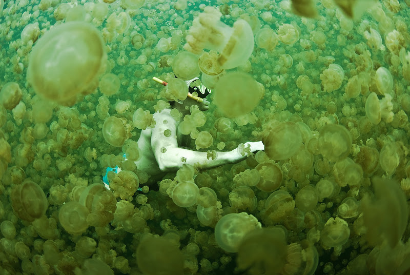 El lago de las medusas