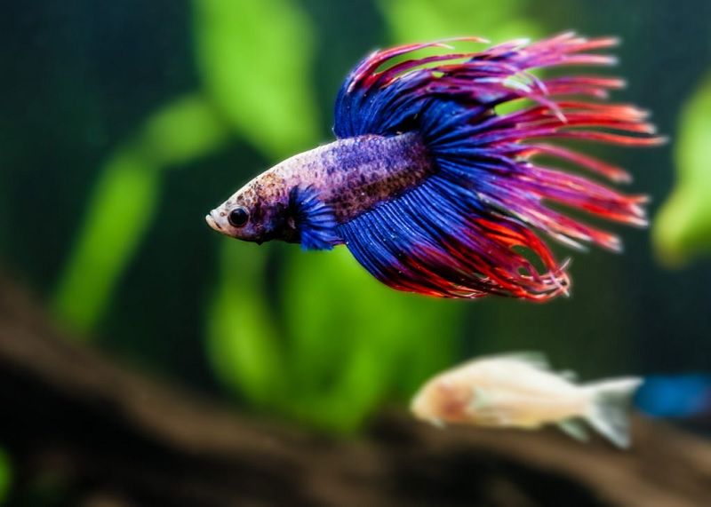 How to Feed a Betta Fish Image How to Feed a Betta Fish