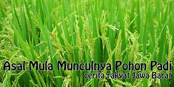 Cara Pemupukan Padi Ciherang Dengan Tepat Dan Benar
