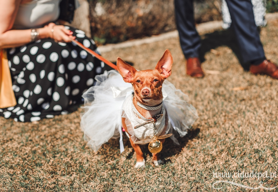 A cadela entregou as alianças no nosso casamento A cadela entregou as alianças no nosso casamento + vida de pet + blogue português sobre animais de estimação + dicas para educar animais domésticos + cães + gatos + pedro e telma