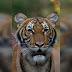 USA: Detecting tigers at the zoo is also infected with Covid-19
