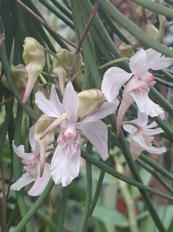 Holcoglossum lingulatum