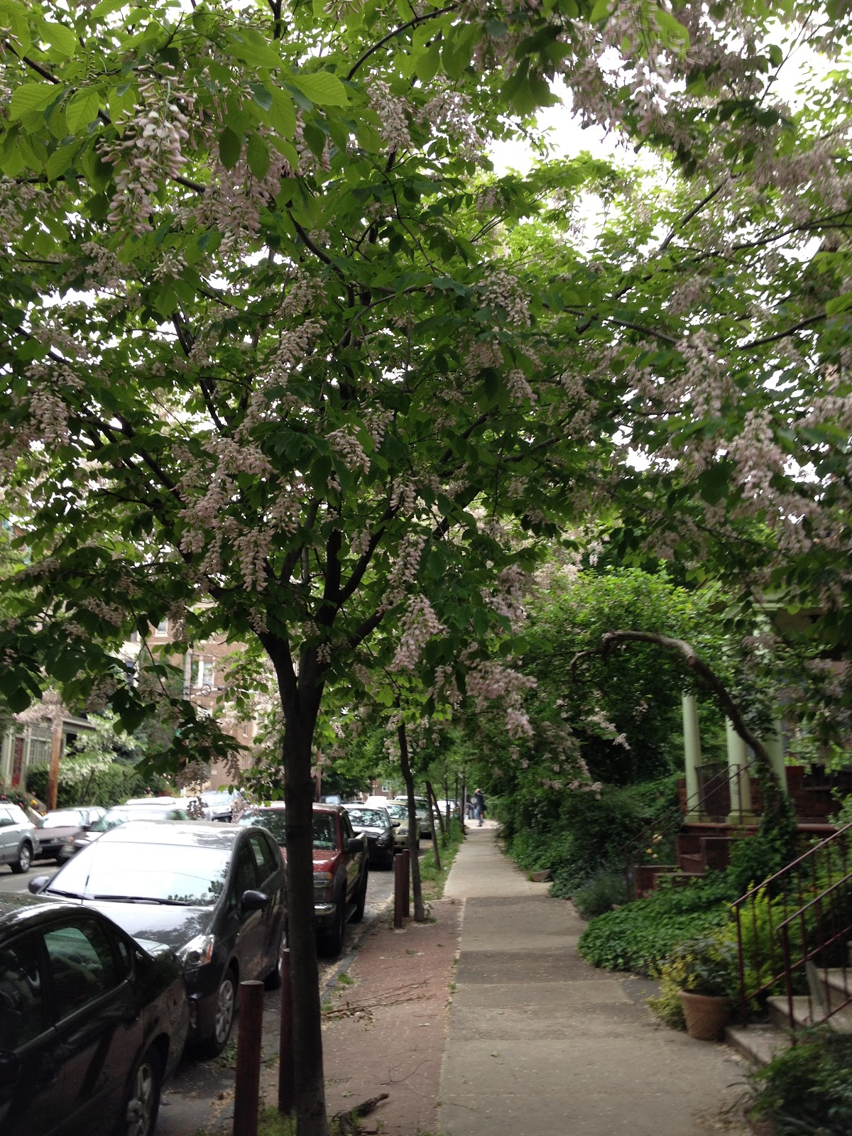 PHILLY TREES: QUICK PICKS: THREE TREES