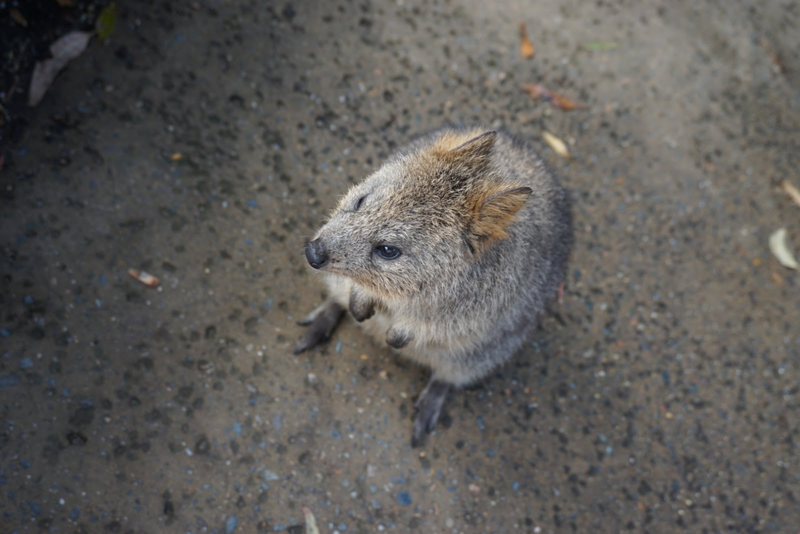 Quokka, Australia