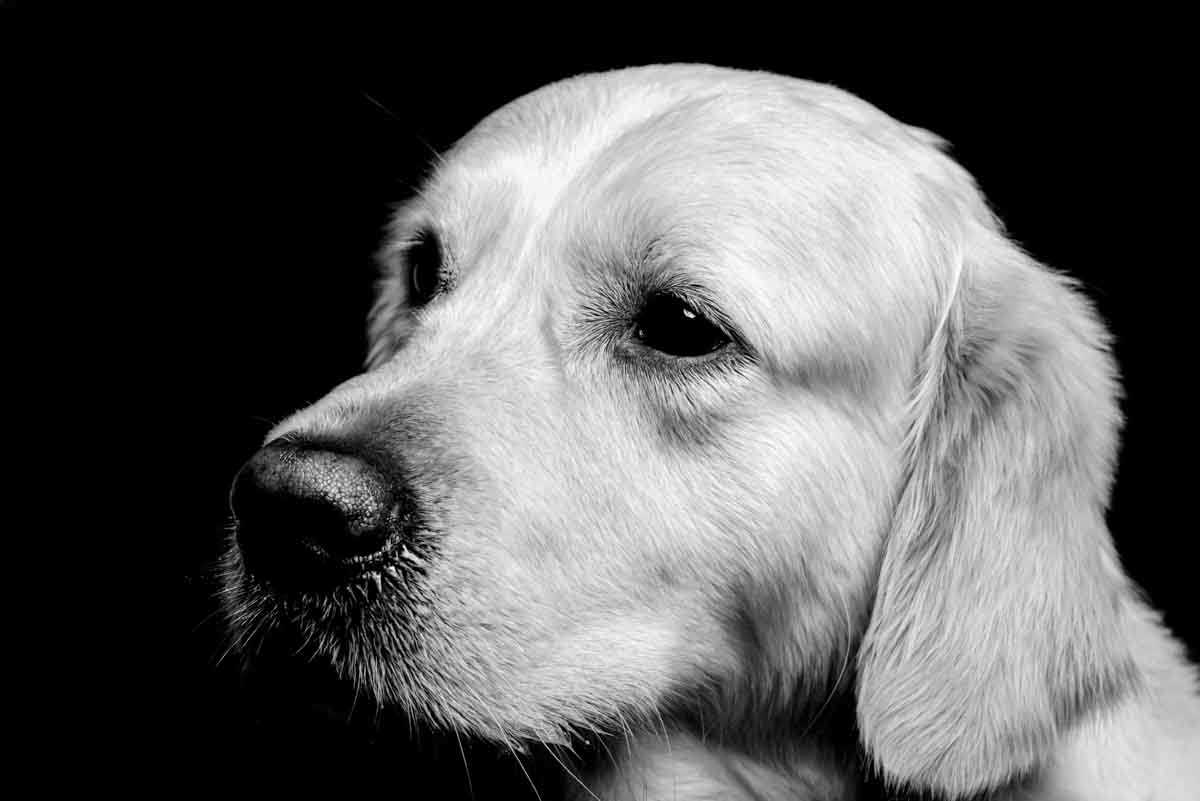 Retrato perro blanco y negro - Golden Retriever