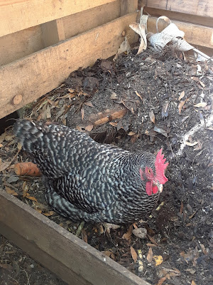 chicken in compost bin