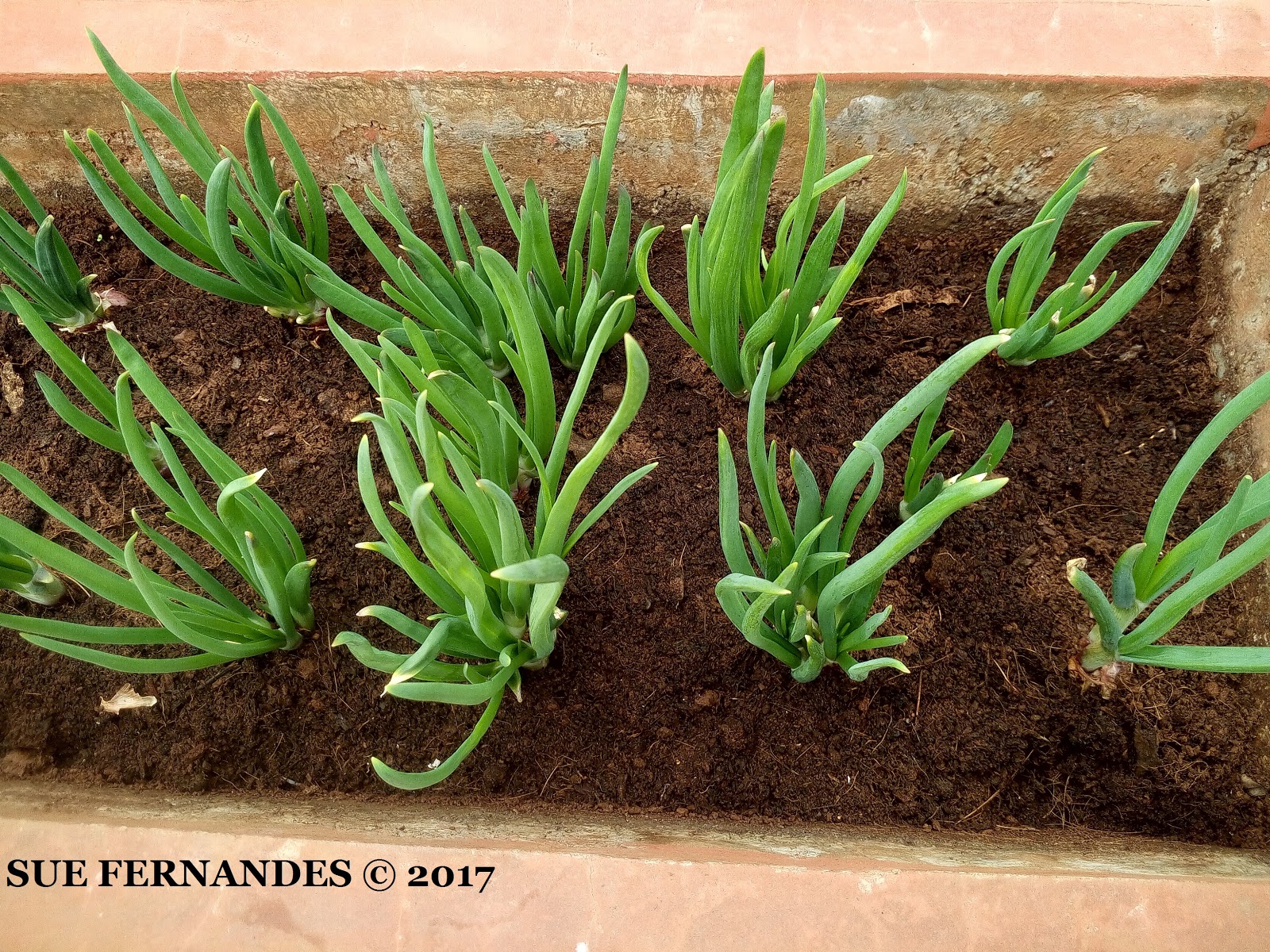 Plants Growing In My Potted Garden. How To Grow Spring Onions From Old