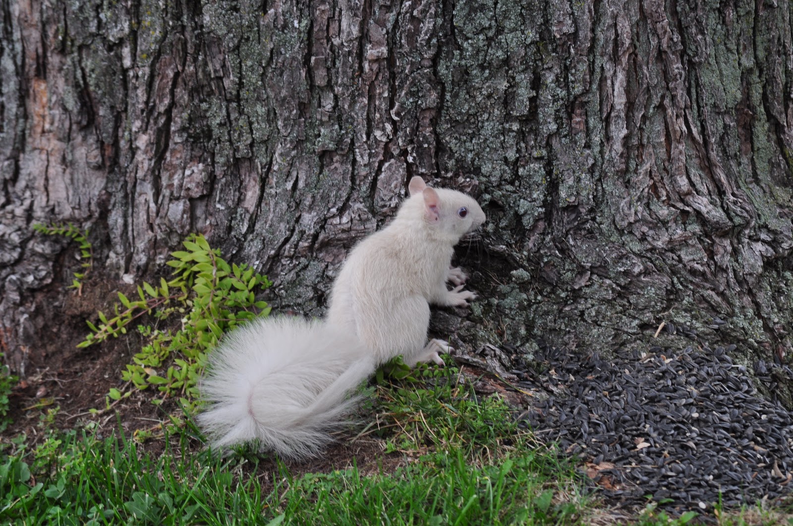 Child of a Frosty Morning Musings of a WellTraveled Southerner