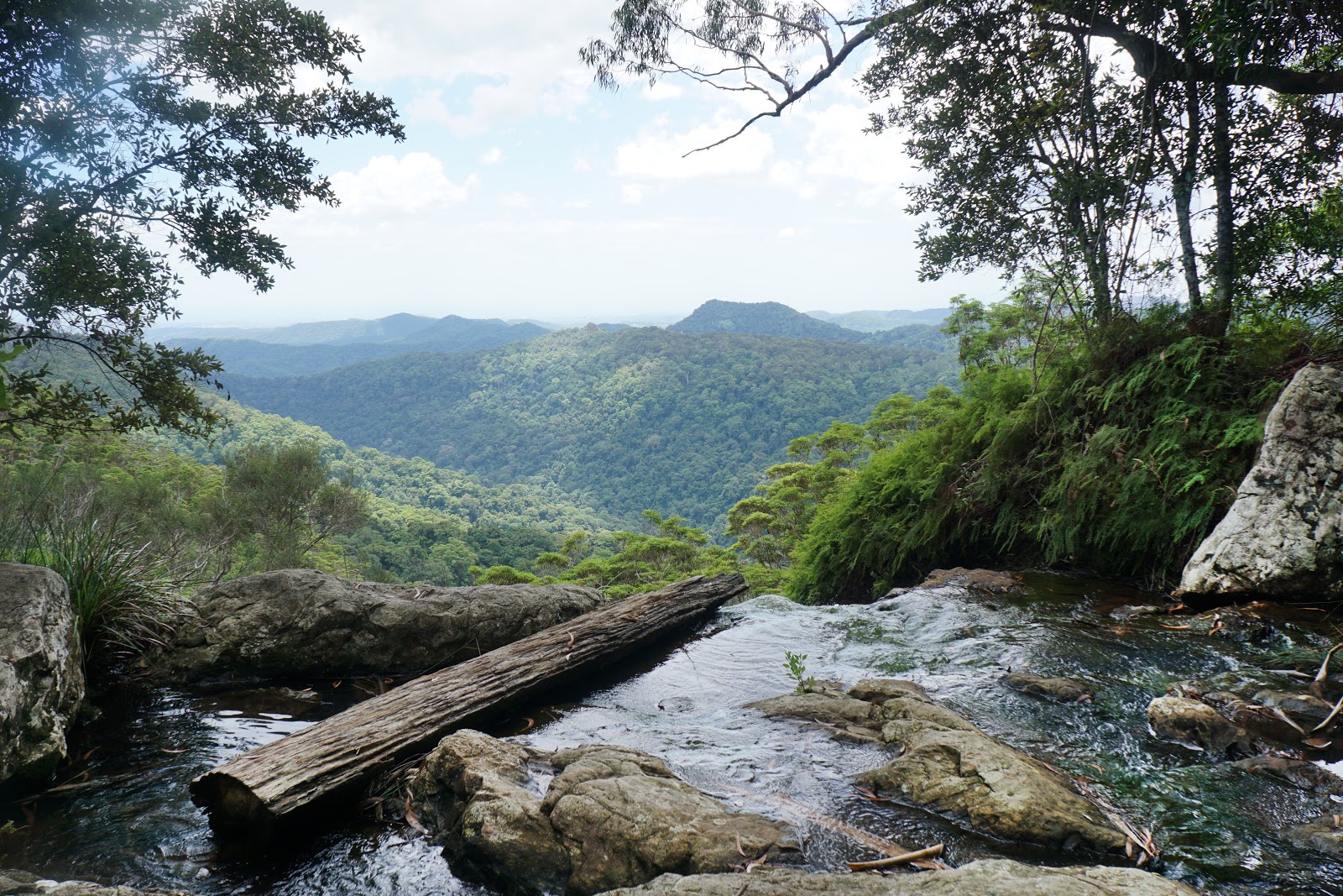 Twin Falls Circuit (Springbrook National Park) The Long Way's Better