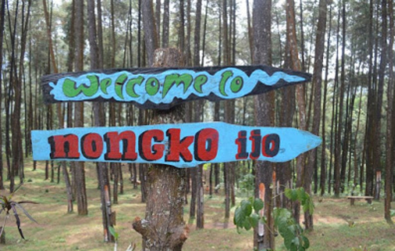 Ini Dia Destinasi Wisata Hutan Pinus Nongko Ijo Di Kecamatan Kare