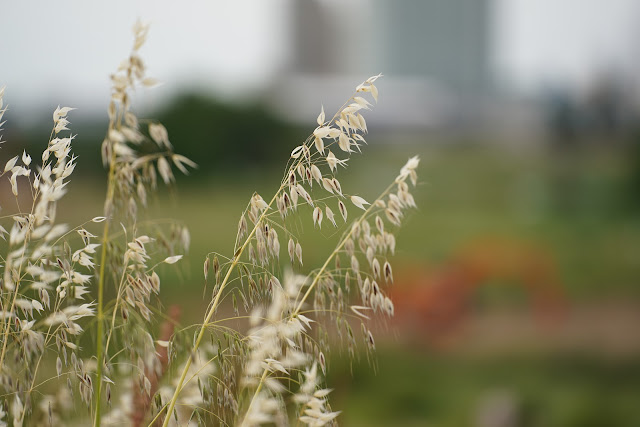 SONY α9 TAMRON 70-180mm F2.8 Di III VXD Developed:Camera JPEG