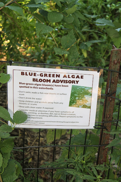 Blue-Green Algae Bloom Advisory