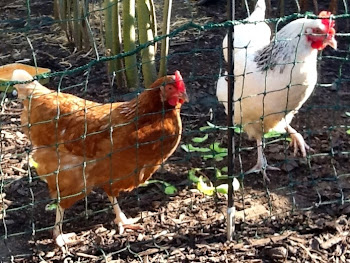 Chickens in the sun