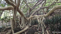 Ficus vasta - Koko Crater Botanical Garden, Oahu, HI