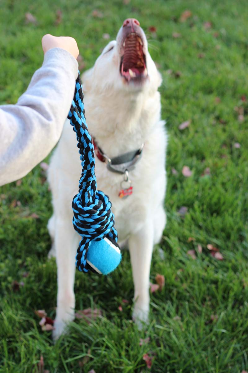 30 Fun Things to Do at Home with Your Dog Sunny Day Family