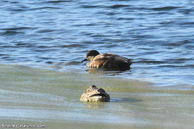 Ànec griset (Mareca strepera)