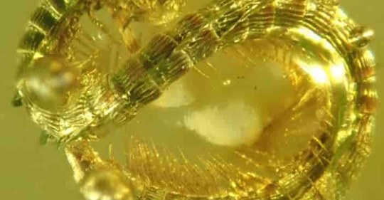 99-Million-Year-Old Millipede Discovered In Burmese Amber