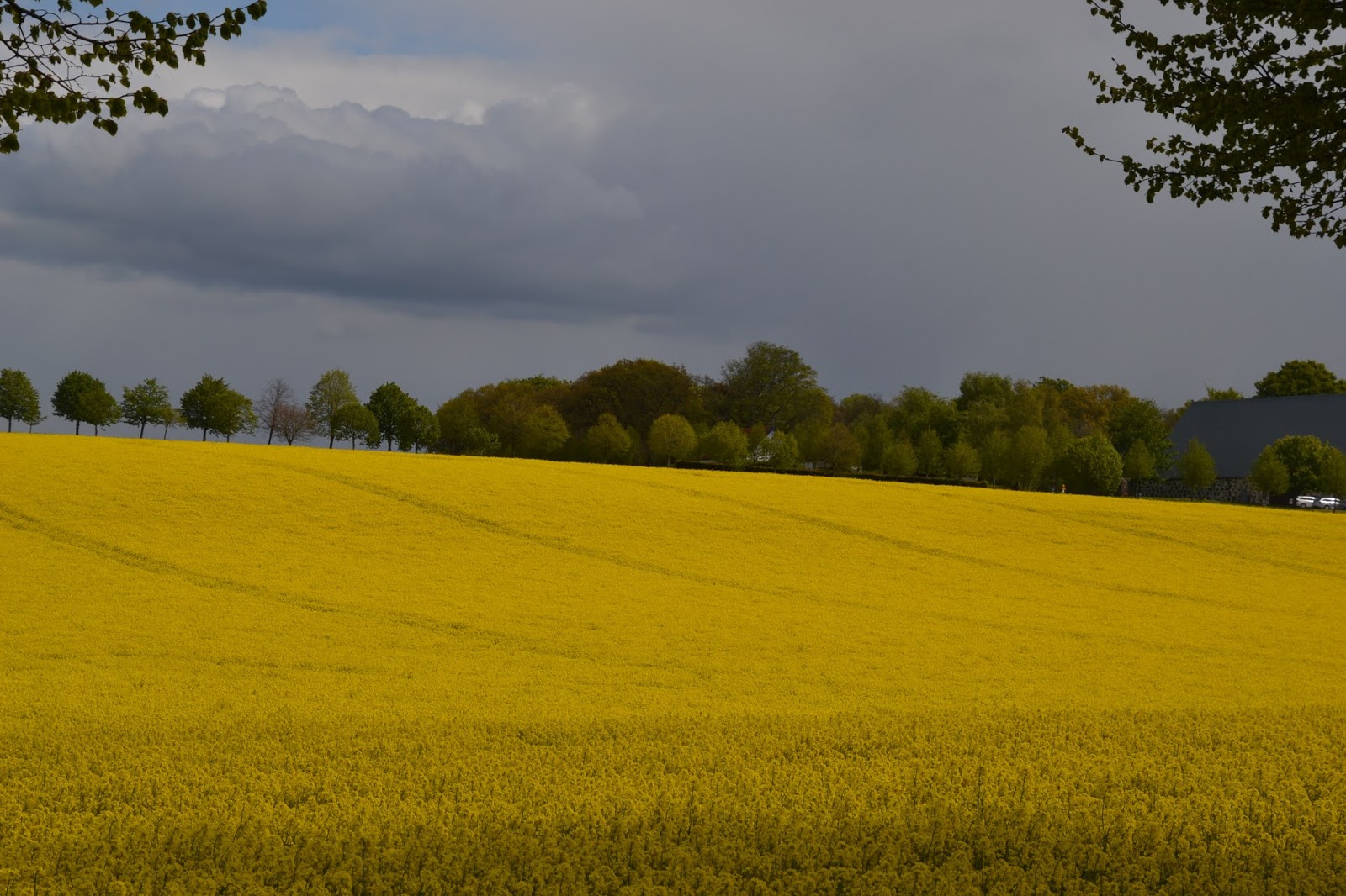 rignellskans ljuva hem. . .: RAPS så långt ögat kan nå......
