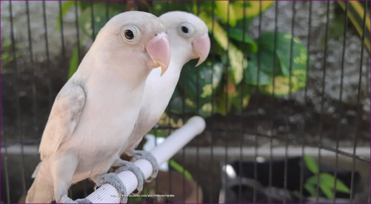 Jenis Burung Lovebird Tercantik yang Ada di Dunia Jenis Burung Lovebird Tercantik yang Ada di Dunia