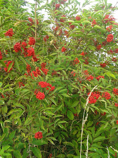 Бузина красная купить в Иркутске Товары для дома и дачи Авито