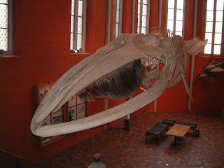 Oluklu balinanın iskeleti ve ağzındaki çubuk adı verilen yapılar
