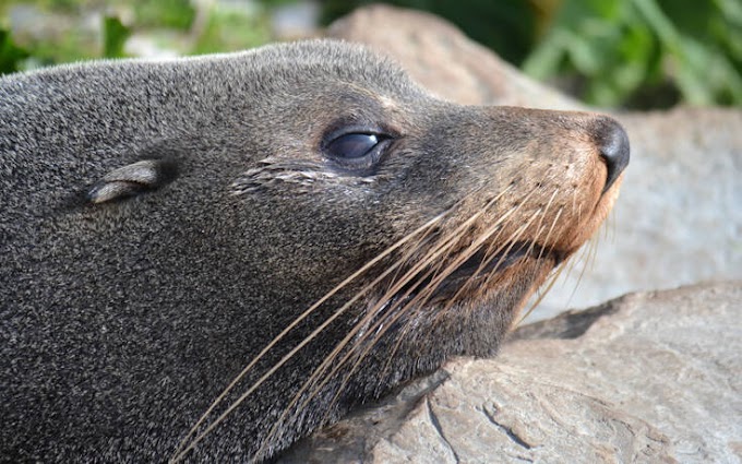 Απίθανη εικόνα στην Αλόννησο όπου φώκια ανέβηκε σε σανίδα όρθιας κωπηλασίας για να… λιαστεί