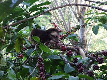 Musang Bulan (Vivericulla Malaccensis)