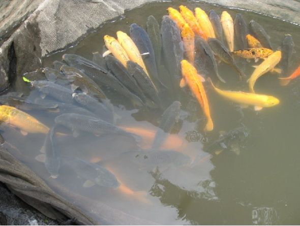 Budidaya Ikan Mas Agar Cepat Besar di Kolam Terpal dan Sawah Budidaya Ikan Mas Agar Cepat Besar di Kolam Terpal dan Sawah